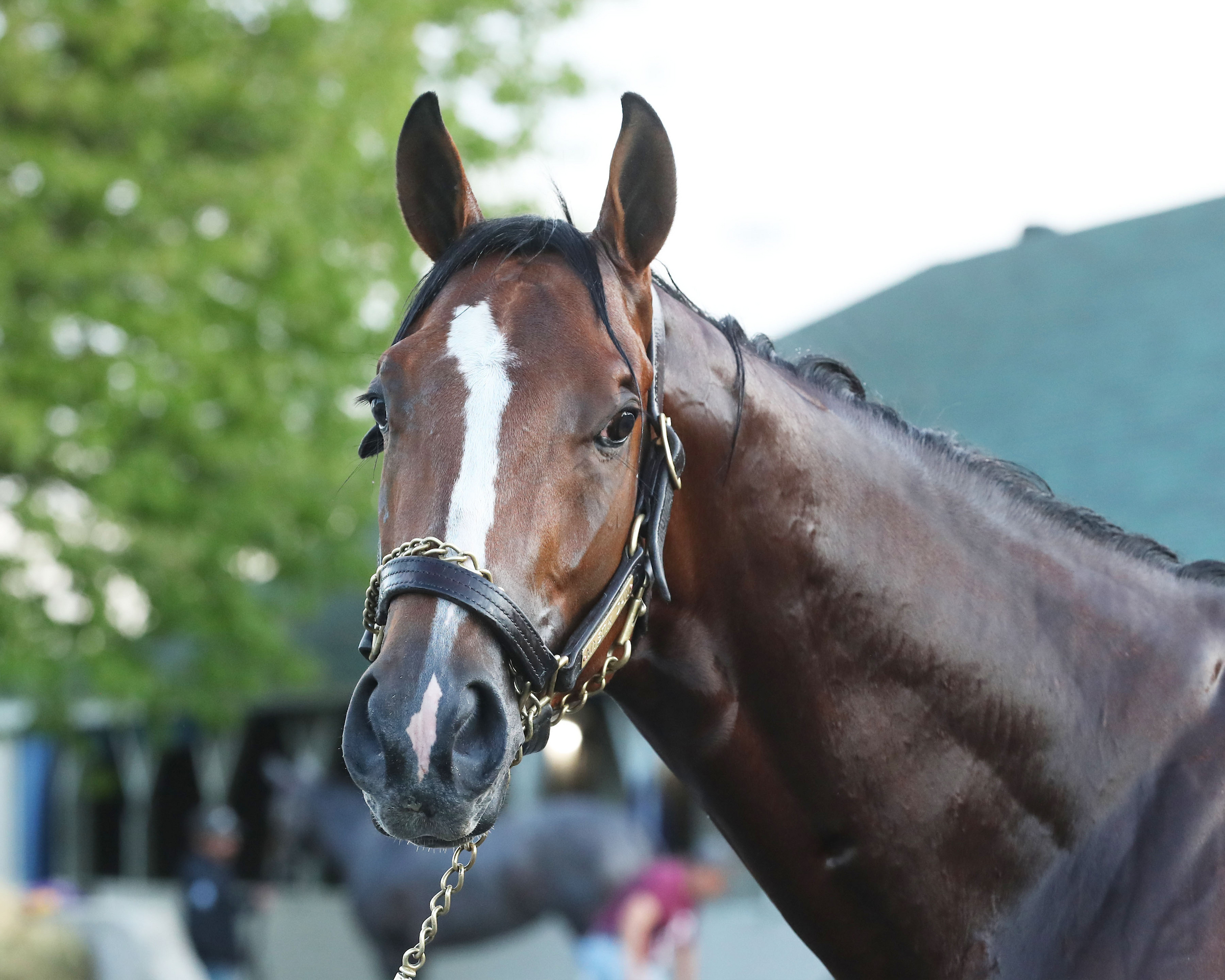 Mystik Dan(CoadyPhotos)